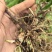 露天大块茎苗，大量批发中