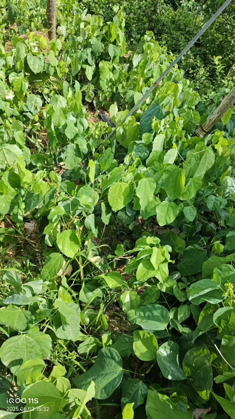 多年赤藏藤种苗少量供应