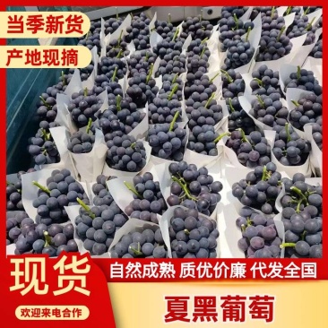 精品万亩夏黑葡萄品质保证，诚信经营，代收代发一条龙服务
