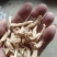 【优质推荐】麦冬大量有货量大从优保质保量欢迎老板咨询
