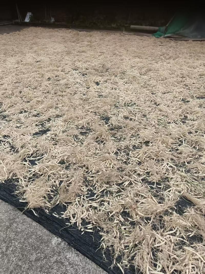 【优质推荐】麦冬大量有货量大从优保质保量欢迎老板咨询