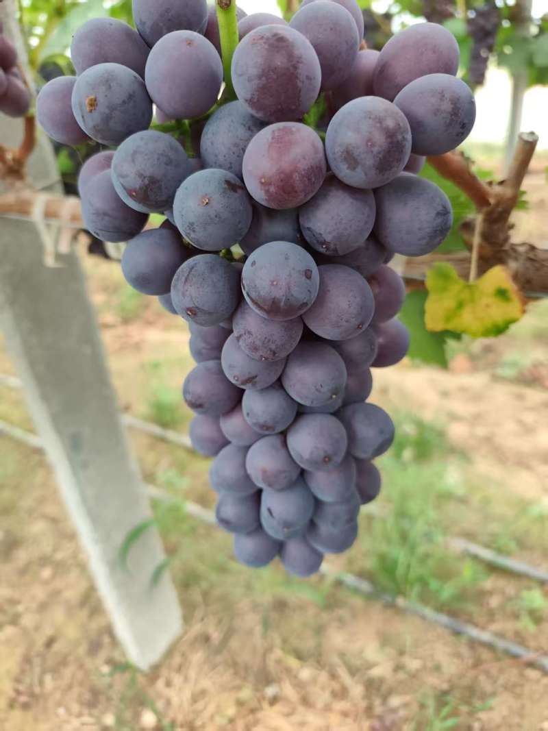 夏邑精品夏黑葡萄大量上市，规格齐全价格公道，可视频看货