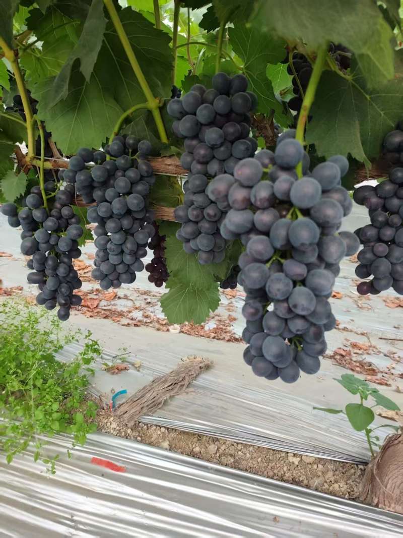 夏邑精品夏黑葡萄大量上市，规格齐全价格公道，可视频看货