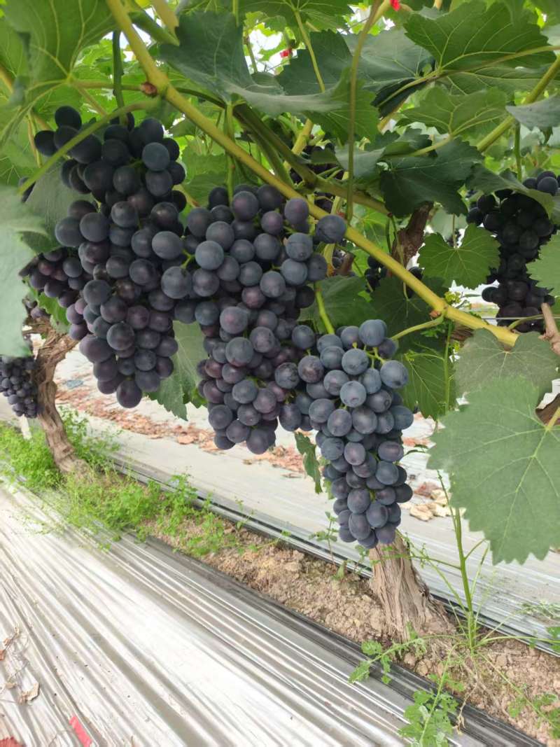 夏邑精品夏黑葡萄大量上市，规格齐全价格公道，可视频看货