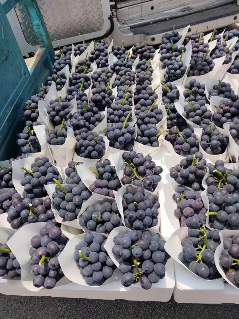 夏邑精品夏黑葡萄大量上市，规格齐全价格公道，可视频看货
