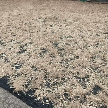 麦冬根茎优质麦冬一手货源产地直发可对接商超市场