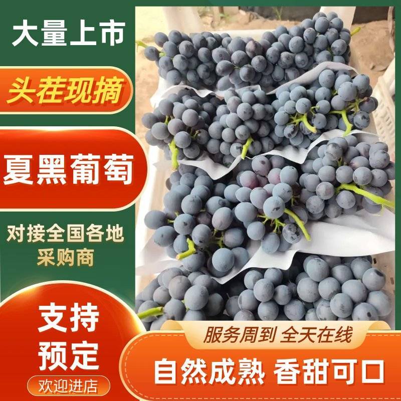 夏邑精品夏黑葡萄大量上市，规格齐全价格公道，可视频看货