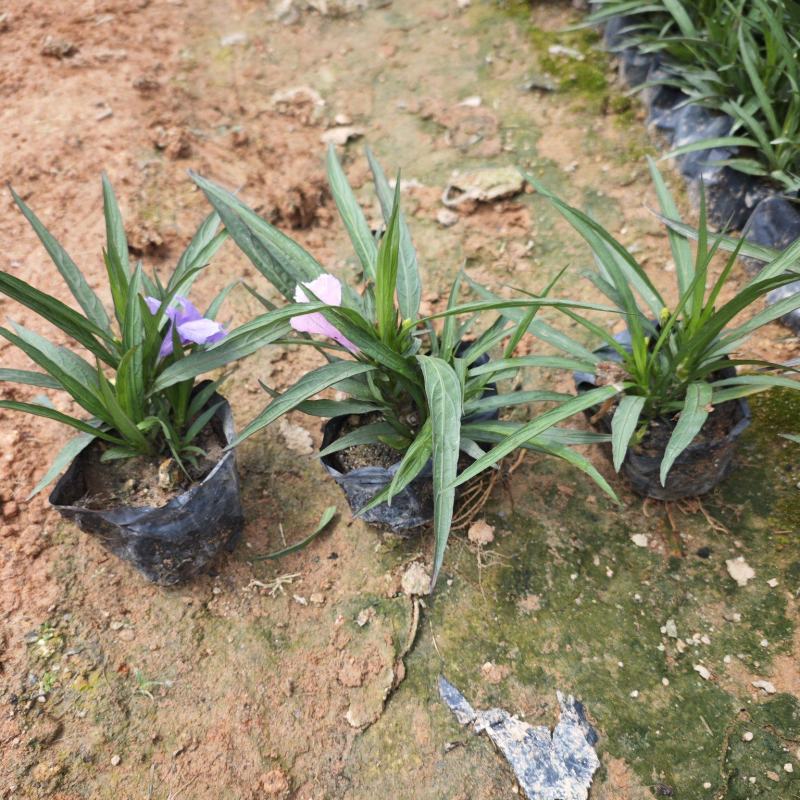 蓝花莉高度15到20厘米绿化苗木批发