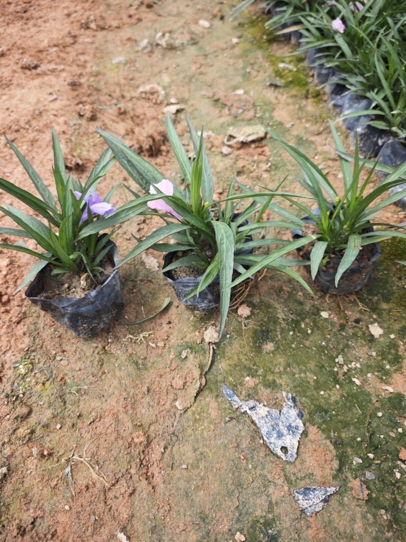 蓝花莉高度15到20厘米绿化苗木批发