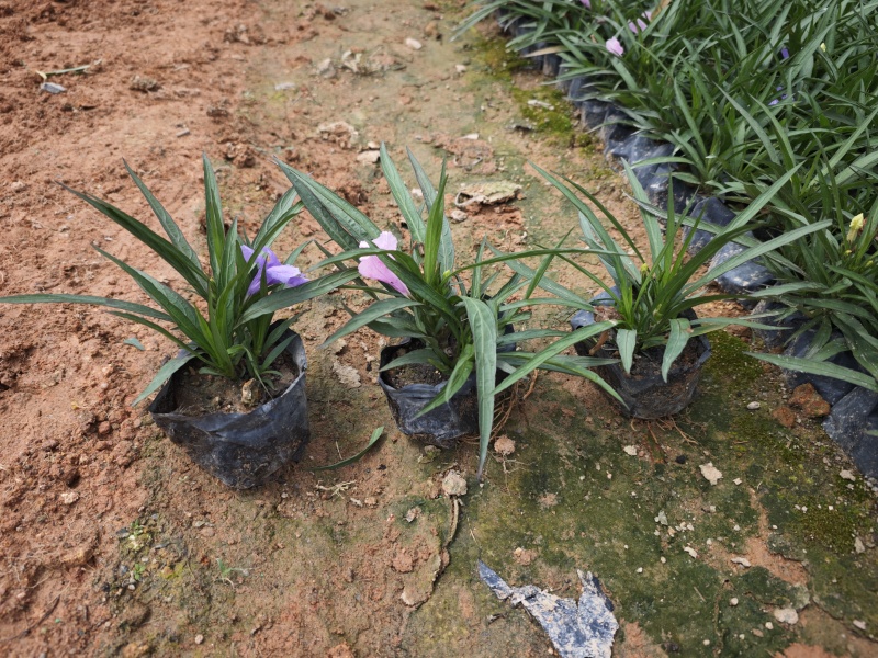 蓝花莉高度15到20厘米绿化苗木批发