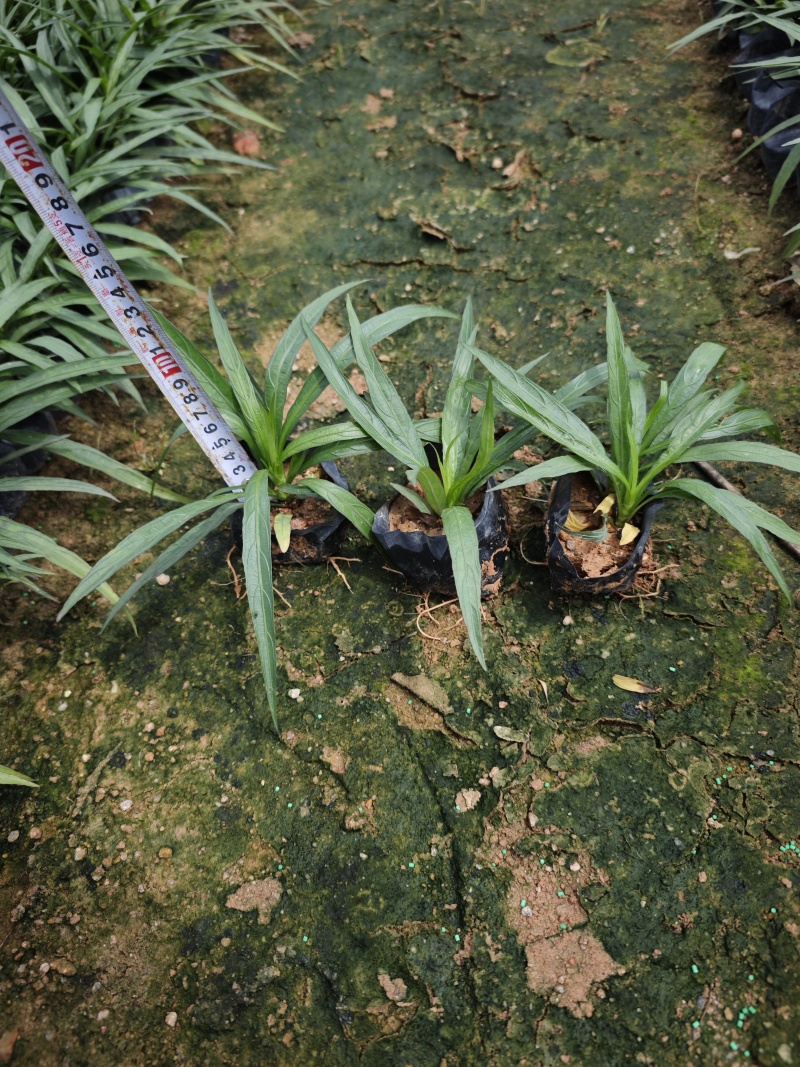 蓝花莉高度15到20厘米绿化苗木批发