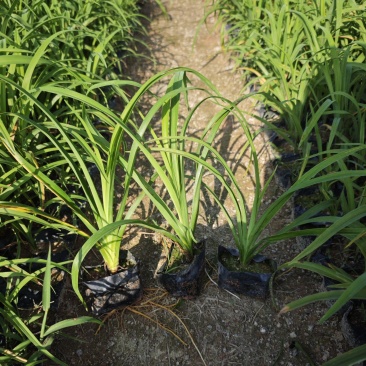大花萱草小苗种植基地批发小苗袋苗批发