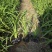 大花萱草小苗种植基地批发小苗袋苗批发