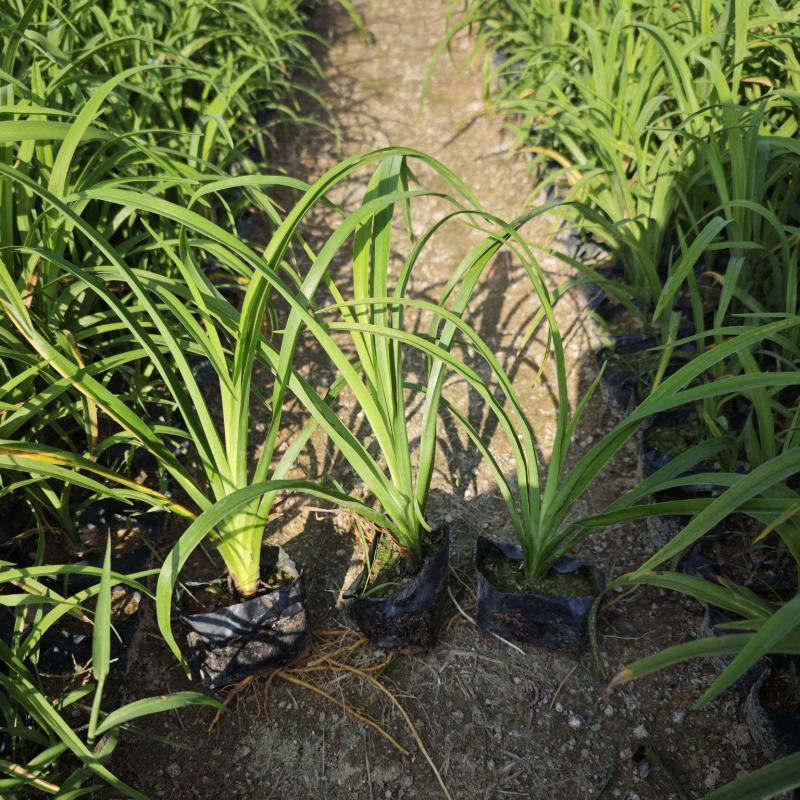 大花萱草小苗种植基地批发小苗袋苗批发