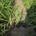大花萱草小苗种植基地批发小苗袋苗批发