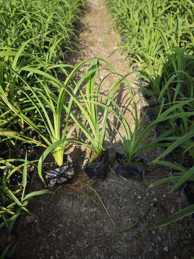 大花萱草小苗种植基地批发小苗袋苗批发
