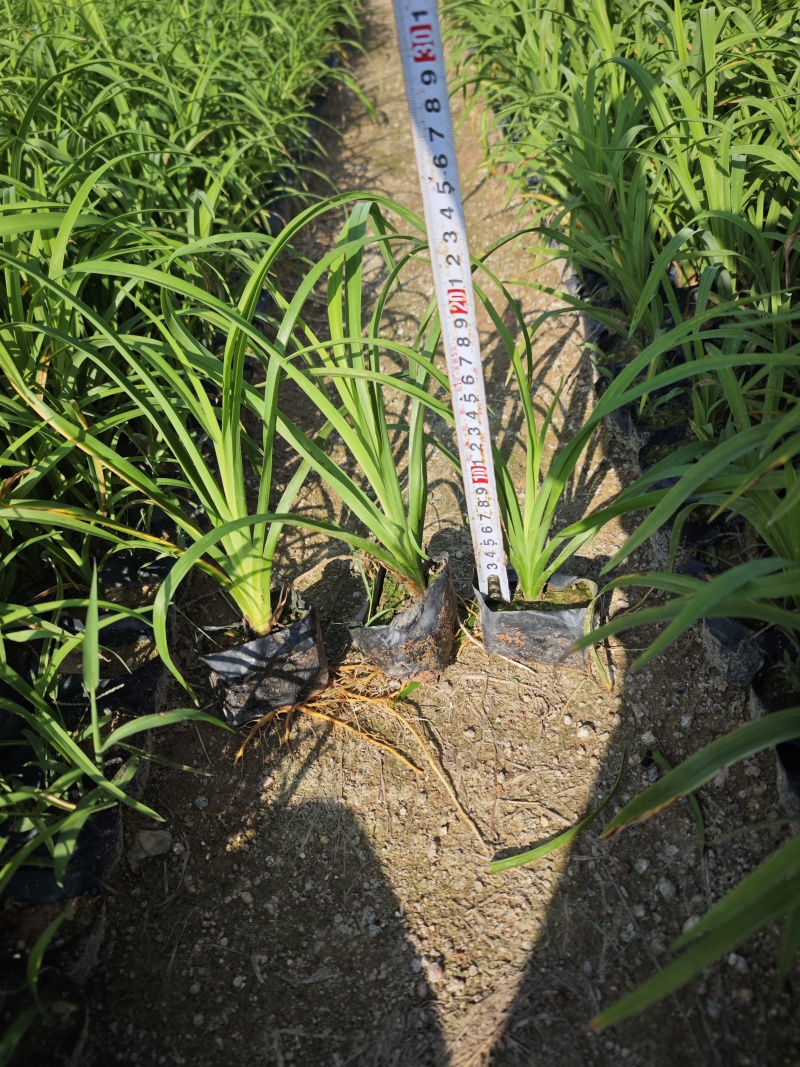 大花萱草小苗种植基地批发小苗袋苗批发