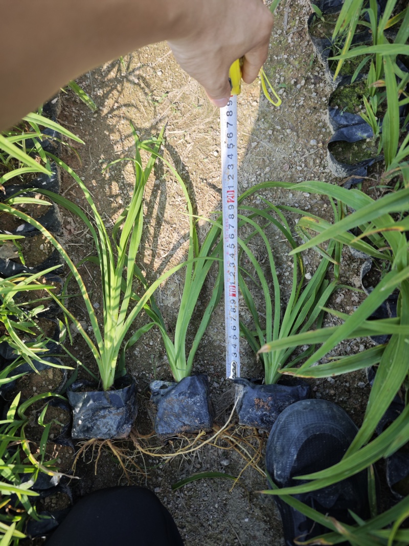大花萱草小苗种植基地批发小苗袋苗批发