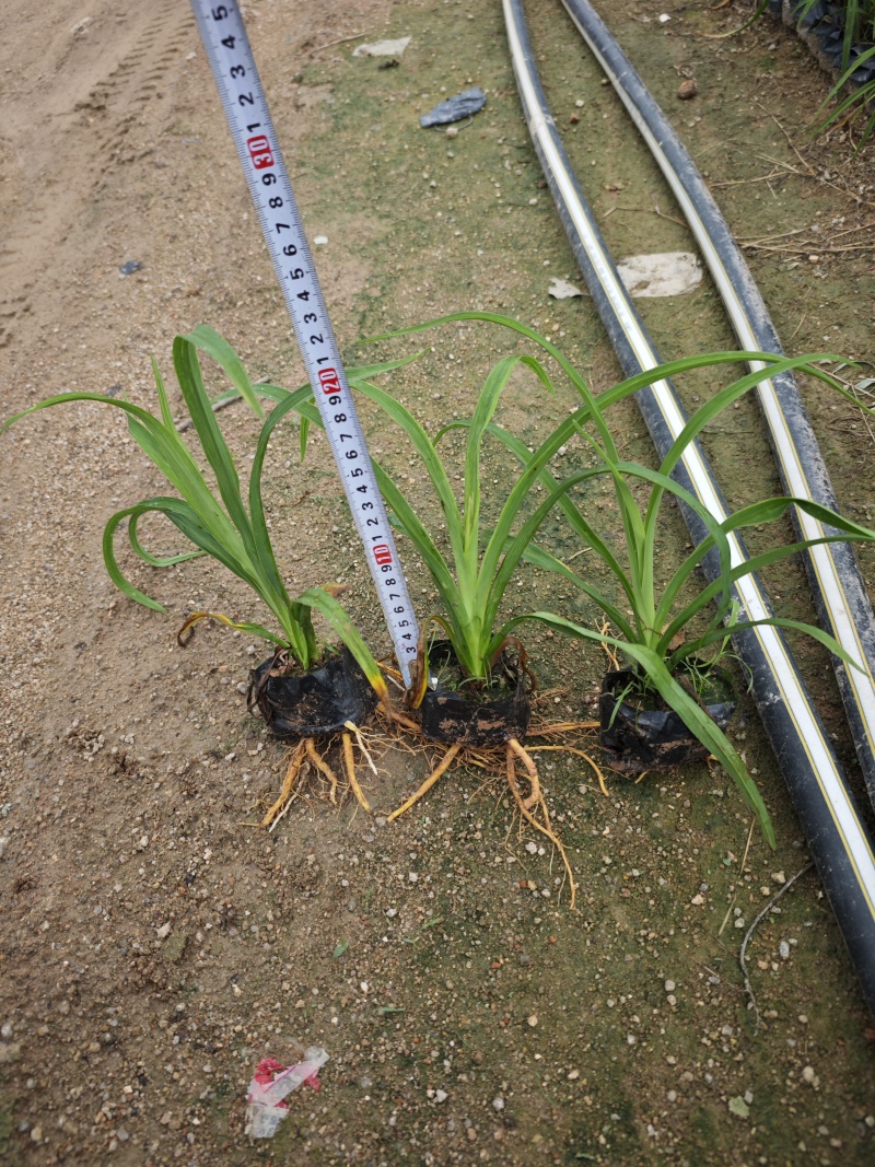 大花萱草小苗种植基地批发小苗袋苗批发