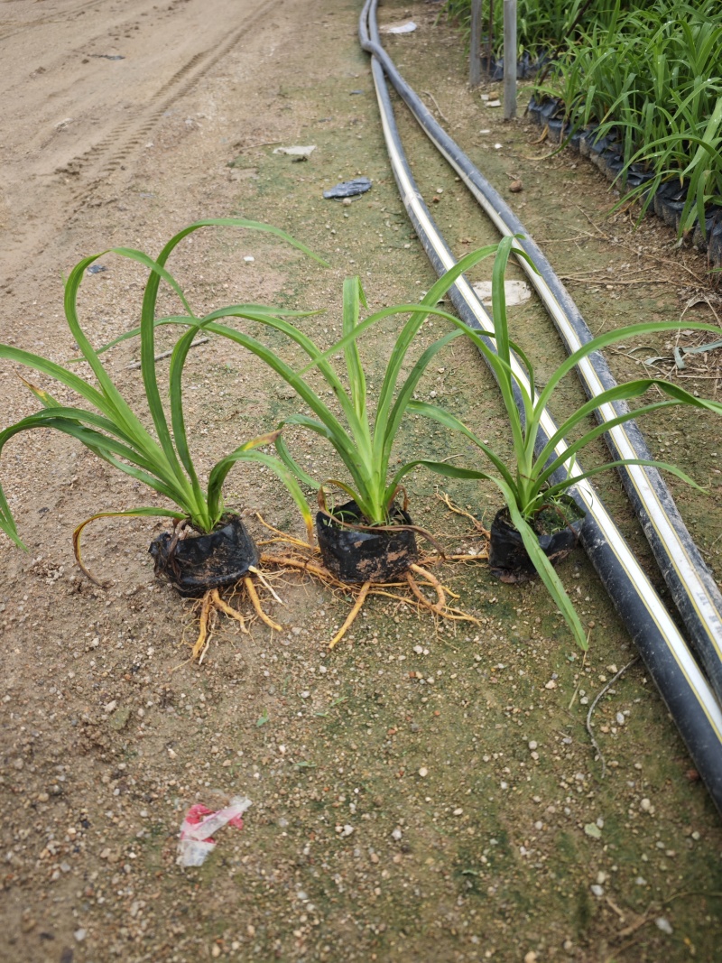 大花萱草小苗种植基地批发小苗袋苗批发