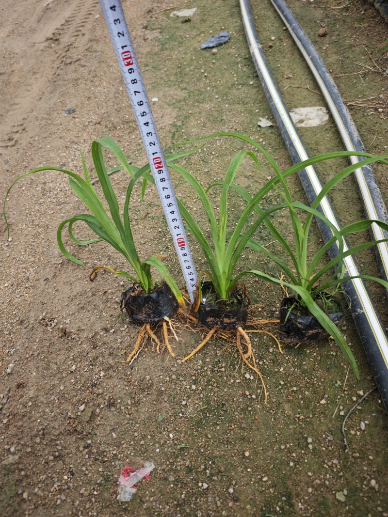 大花萱草小苗种植基地批发小苗袋苗批发