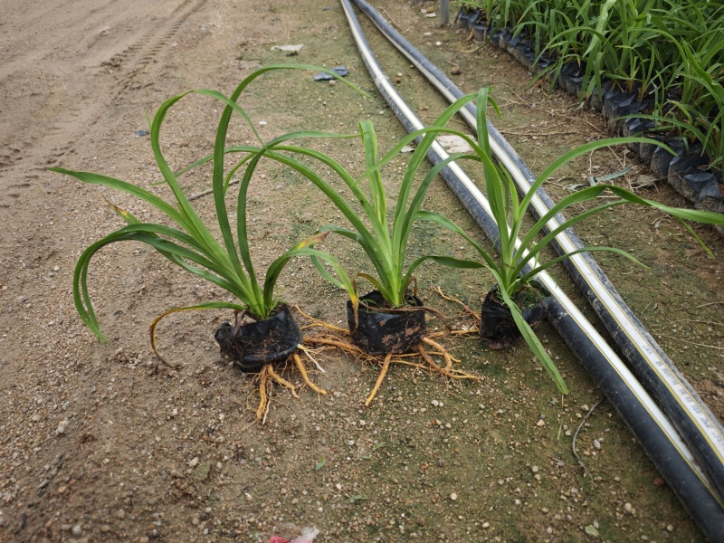 大花萱草小苗种植基地批发小苗袋苗批发
