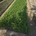 大花萱草小苗种植基地批发小苗袋苗批发