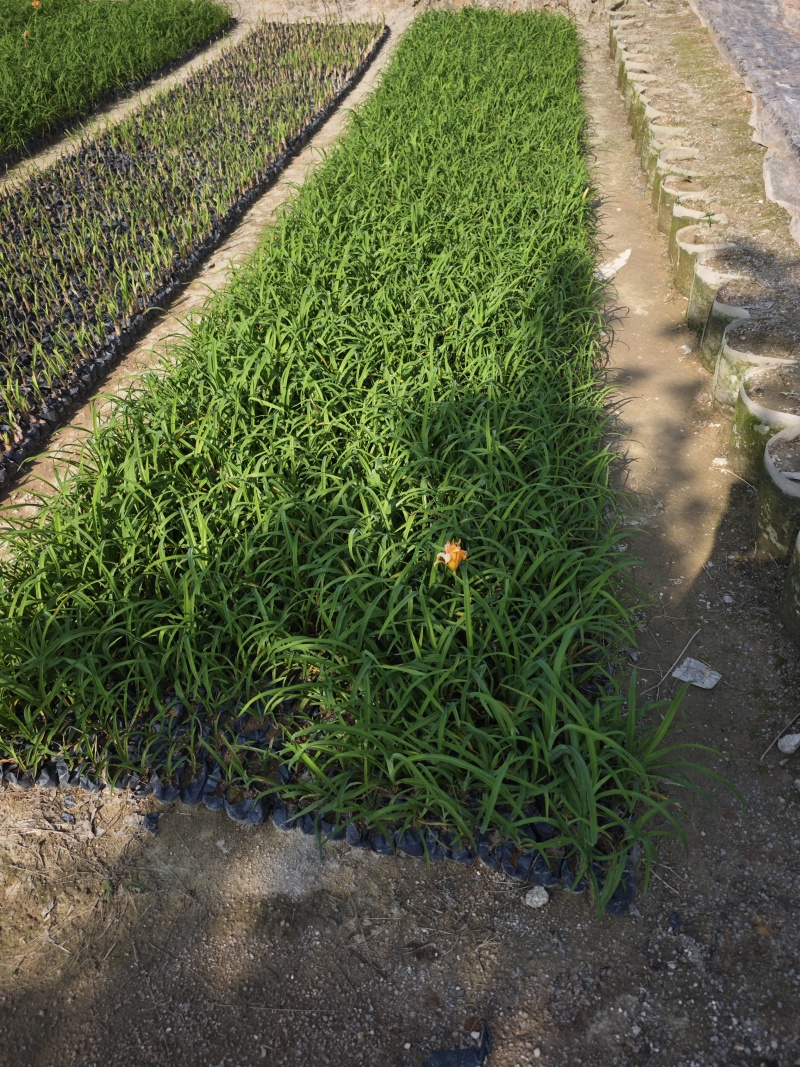 大花萱草小苗种植基地批发小苗袋苗批发