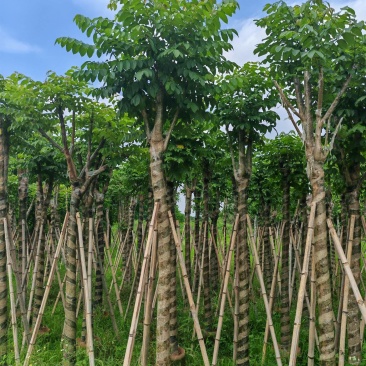 本地火焰木火焰树10-12-15分大量现货，支持视频点货