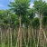 本地火焰木火焰树10-12-15分大量现货，支持视频点货