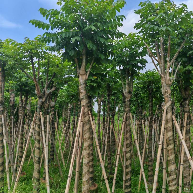 本地火焰木火焰树10-12-15分大量现货，支持视频点货