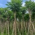 本地火焰木火焰树10-12-15分大量现货，支持视频点货