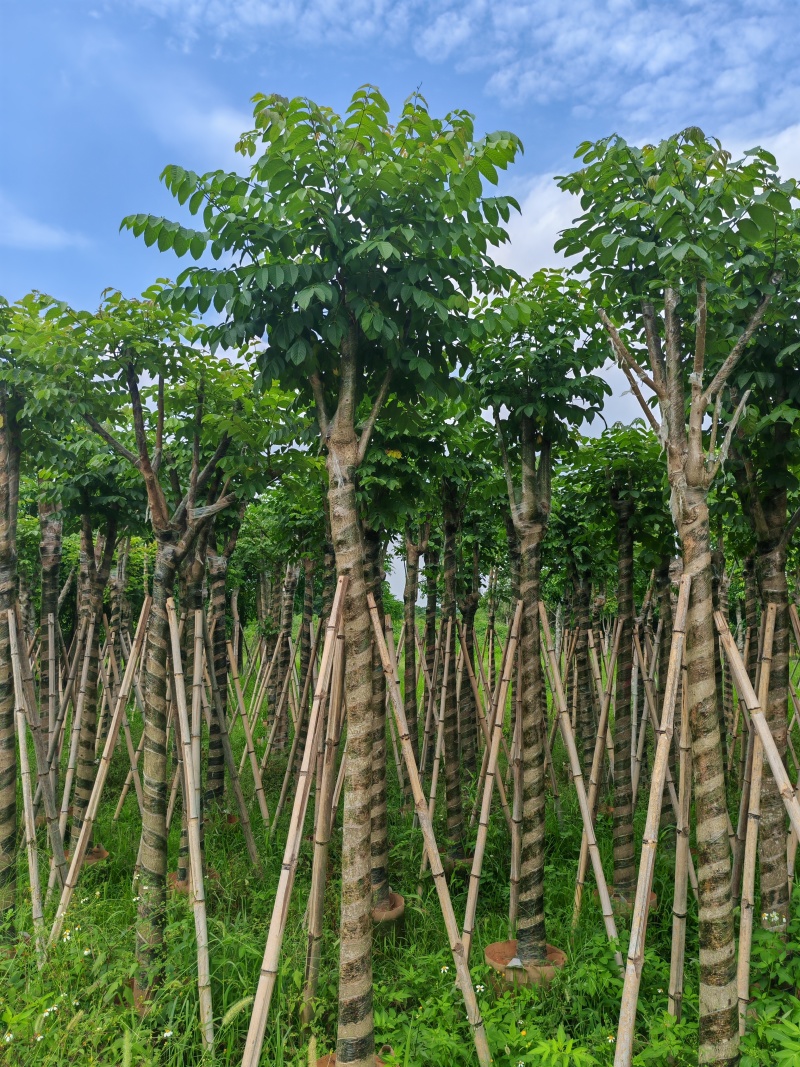 本地火焰木火焰树10-12-15分大量现货，支持视频点货