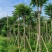 本地火焰木火焰树10-12-15分大量现货，支持视频点货