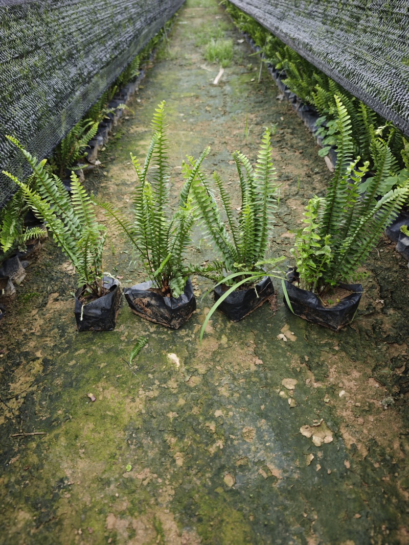 肾蕨排骨草基地量大现货供应大杯小杯都有