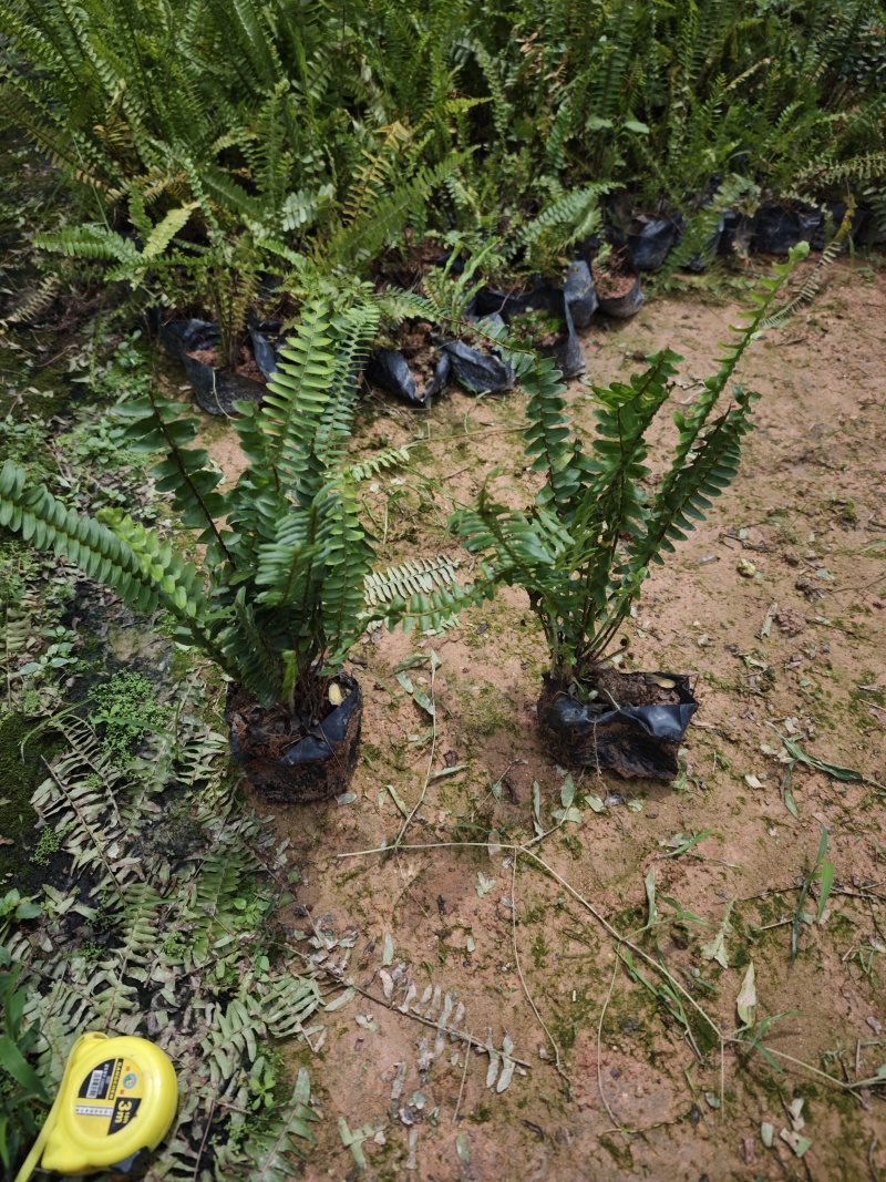 肾蕨排骨草基地量大现货供应大杯小杯都有