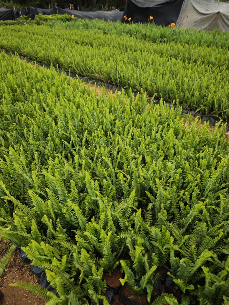 肾蕨排骨草基地量大现货供应大杯小杯都有