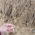 映山红苗，映山红小苗
