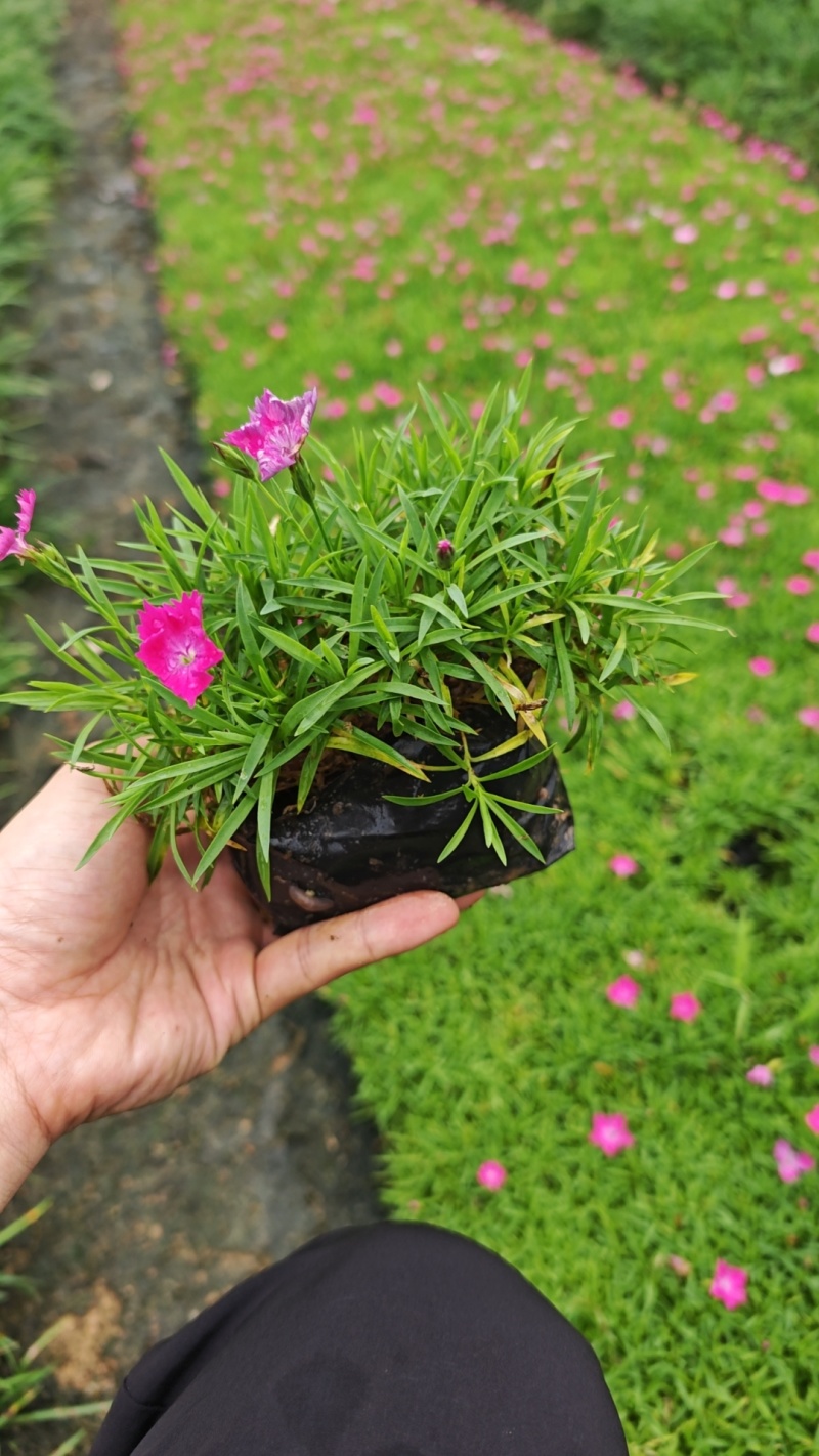 欧石竹小苗