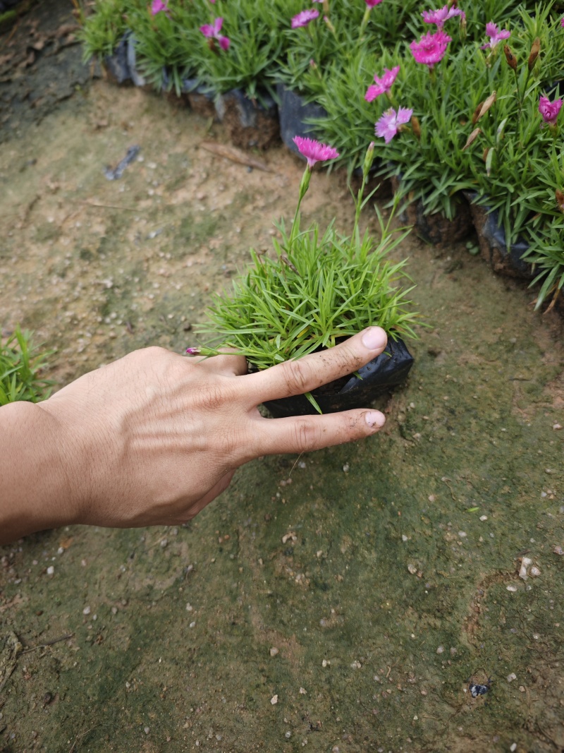 欧石竹小苗