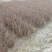 映山红苗，映山红小苗