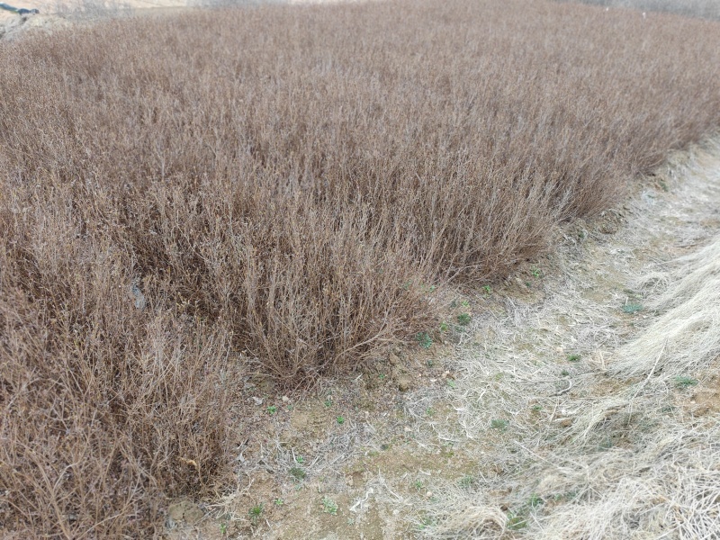 映山红苗，映山红小苗