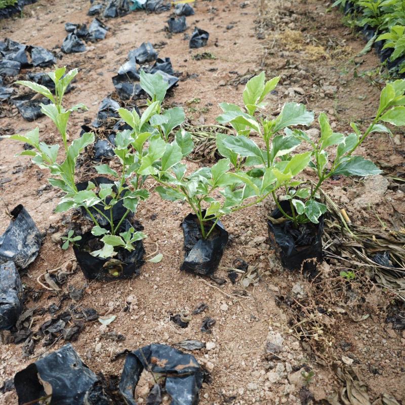 花叶假连翘银边假连翘福建苗木基地批发