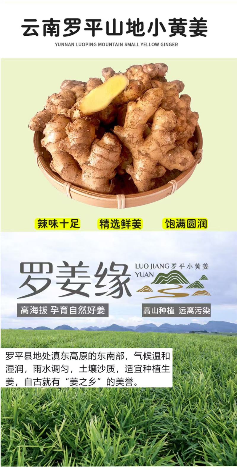 【热卖推荐】云南鲜姜基地种植源头工厂直发可线上下