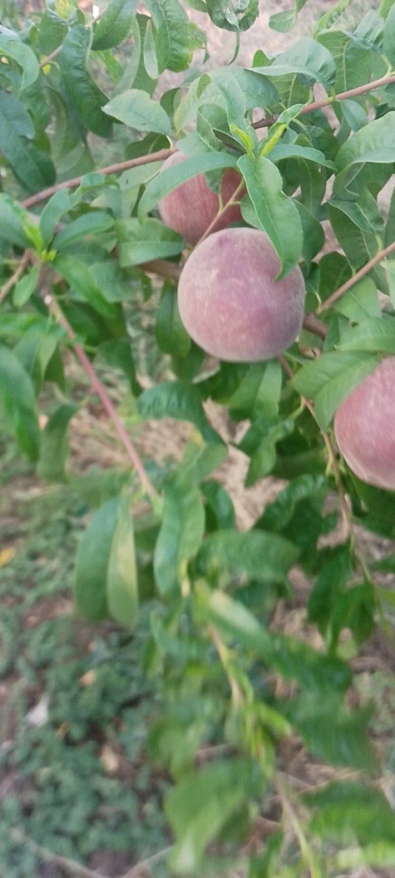 6月好货春艳，春密红不软鲜桃大量上市，欢迎大家光临