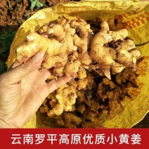 【热卖推荐】云南鲜姜基地种植源头厂家直销可线上