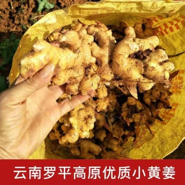 【热卖推荐】云南鲜姜基地种植源头厂家直销可线上