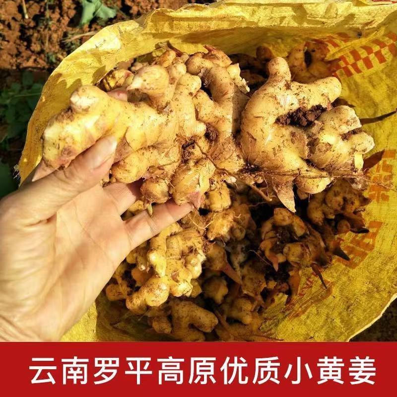 【热卖推荐】云南鲜姜基地种植源头厂家直销可线上