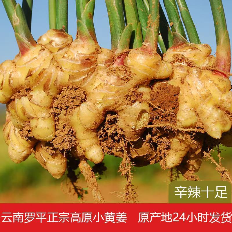 【热卖推荐】云南鲜姜基地种植源头厂家直销可线上