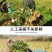 【热卖推荐】云南鲜姜基地种植源头厂家直销可线上